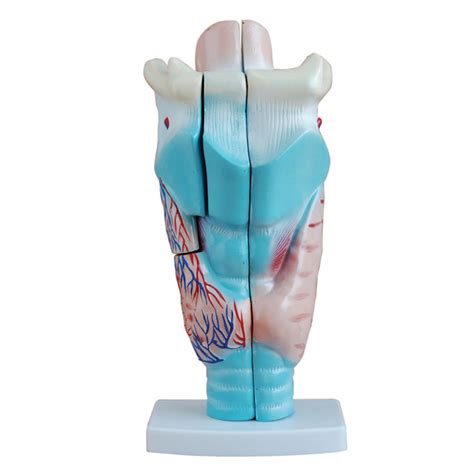 Medical Anatomical Models Magnified Human Larynx Model China Human