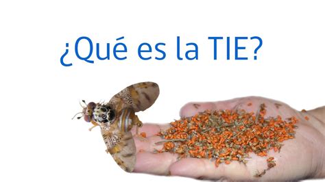 Sag Responde La T Cnica Del Insecto Est Ril Tie Youtube