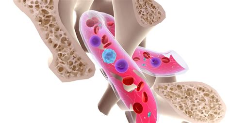 A Hematopoiese O Desenvolvimento De Novas C Lulas Sangu Neas Ocorre