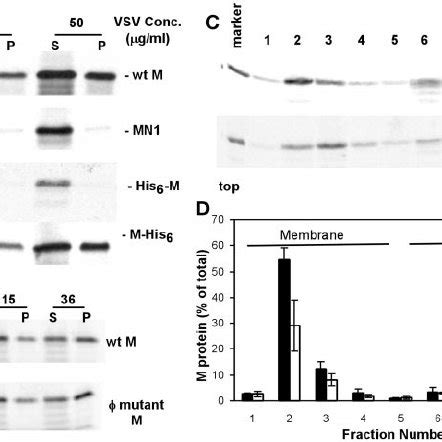 Nucleocapsid And Membrane Association Of Wild Type And Hydrophobic Loop