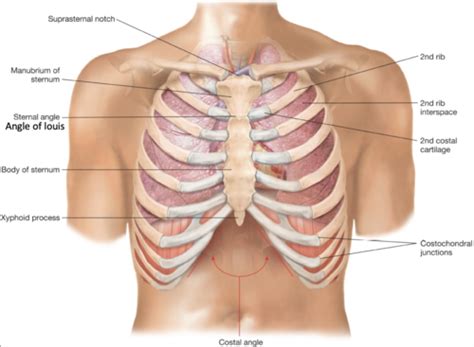 Pulmonary Flashcards Quizlet