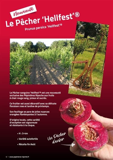 PRUNUS persica Hellfest Pépinières Ripoche Nantes Divatte sur