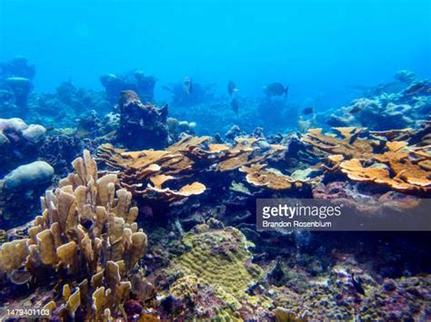 Jamaica Snorkeling Photos and Premium High Res Pictures - Getty Images