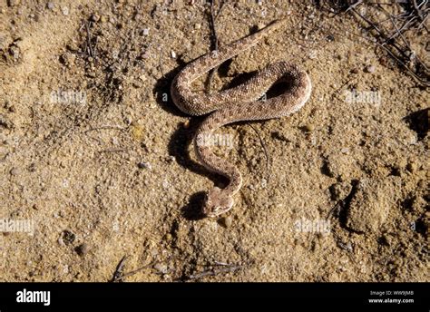 Arabian horned viper (Cerastes gasperettii Stock Photo - Alamy