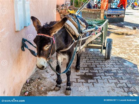 Working Donkey With A Cart On A Street Of Marrakesh Morocco Stock