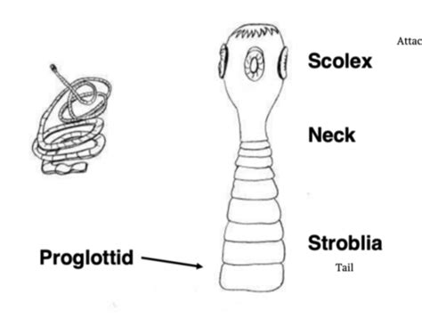 Cestodes Flashcards Quizlet
