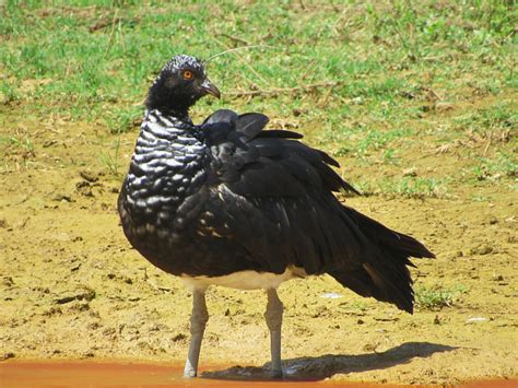 Foto Anhuma Anhima Cornuta Por Osias Junior Wiki Aves A