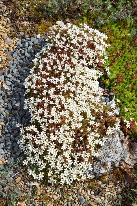 Saxifrage Flower | Best Flower Site