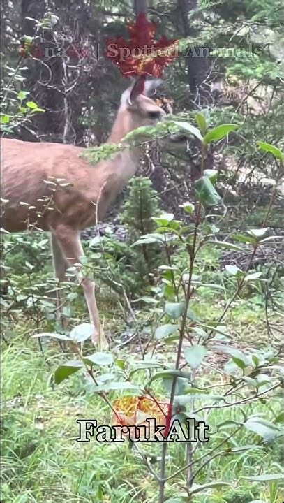 Canada 🇨🇦 Animals Spotted Youtube