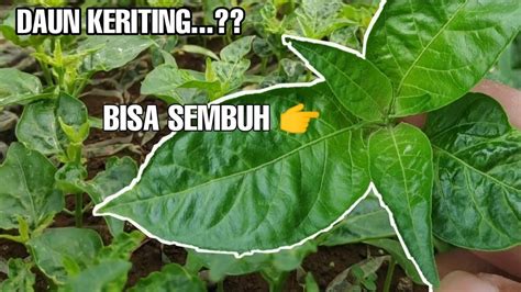 Cara Mengatasi Daun Keriting Pada Cabe Di Pembibitan YouTube