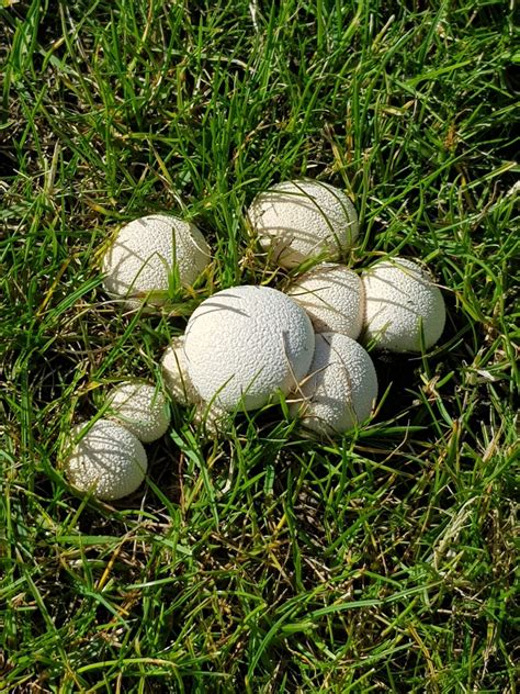 Mushrooms Growing In My Lawn Uk At Evelyn Weaver Blog