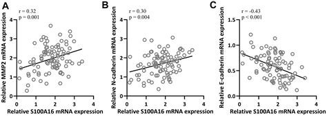 The Role Of Mir P In Epithelial Mesenchymal Transition In Non