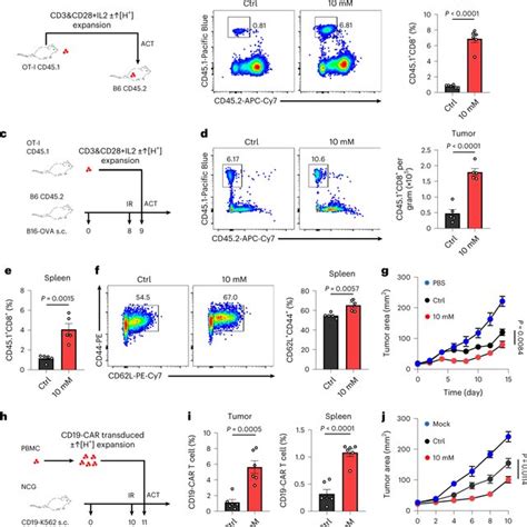 H Expanded T Cells Display Enhanced Anti Tumor Activity A B