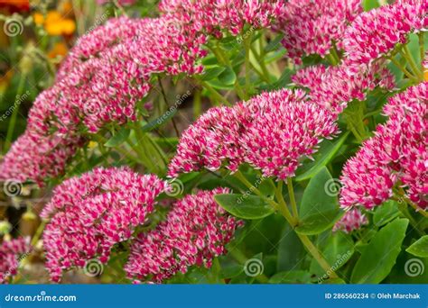 Red Flowering Sedum Plant Hylotelephium Telephium Beautiful Autumn