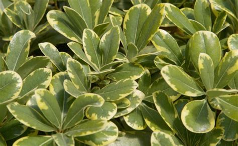 Mojo Dwarf Variegated Pittosporum Picture Variegated Nature Plants ...