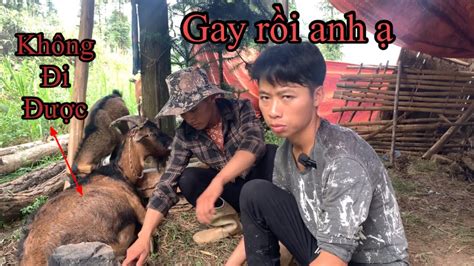 Gay Em chở chuyển đi thuận lợi em dìa gặp chuyện chẳng lành Dê nằm bất động tại chỗ Xuân thiệu