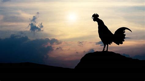 Rooster Crowing Silhouette Stock Photos, Pictures & Royalty-Free Images ...