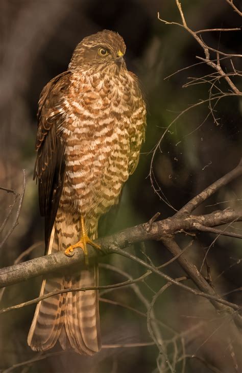 Collared Sparrowhawk From Anglesea VIC 3230 Australia On February 06