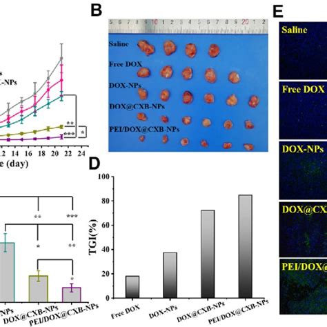 In Vivo Antitumor Assessment A Tumor Volume Change Data Are