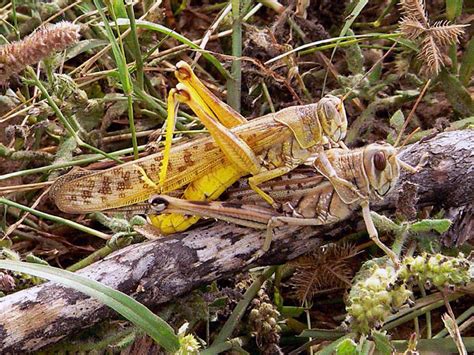 Grasshopper Life Cycle Of Grasshopper Behaviour Diet Types Scientific Classification