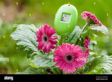 Green Digital Hygrometer Sensor In Soil Measuring Humidity And Moisture