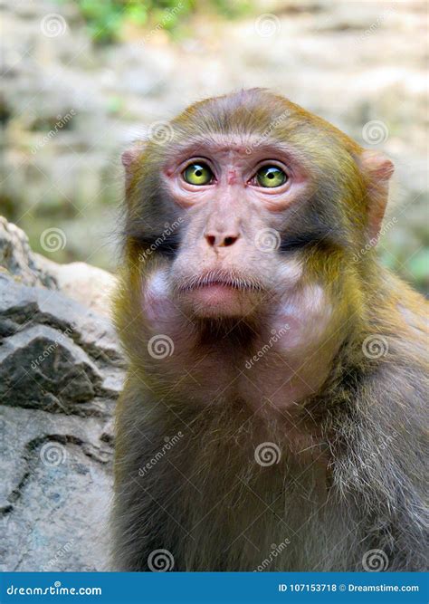 Single Monkey Portrait In China Stock Photo Image Of Mountain China