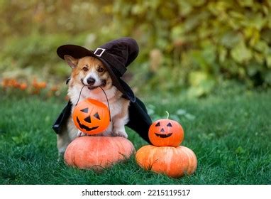 Two Cheerful Corgi Dogs Halloween Costume Stock Photo 2522956947 ...