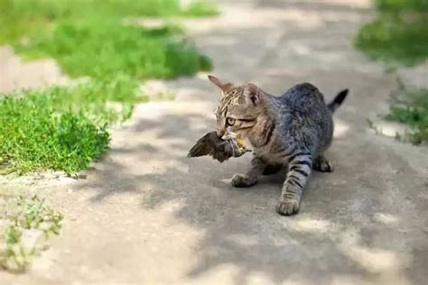 一只猫的疯狂猎杀，最后竟然导致了一个物种的灭绝凤凰网