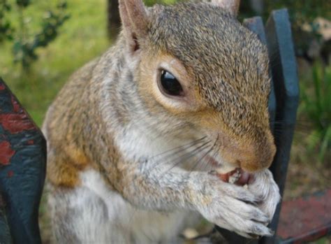 Feeding Squirrels | ThriftyFun