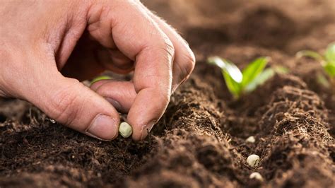 Cette Astuce Toute Simple Pour Planter Vos Graines Au Potager Va Vous