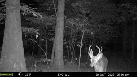 Caught This Guy On My Trail Cam Md R Hunting