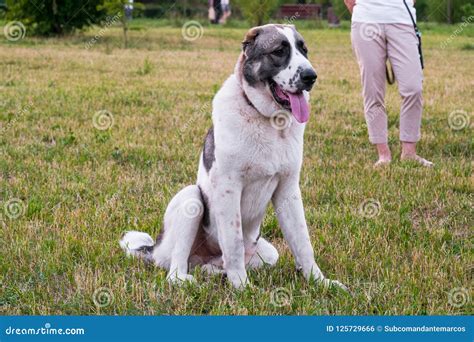 Central Asian Shepherd Dog Or Alabai Is An Ancient Breed Of Dog From