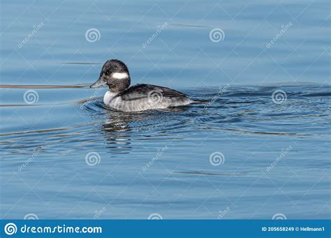 Female Bufflehead Duck Stock Image Image Of North Male