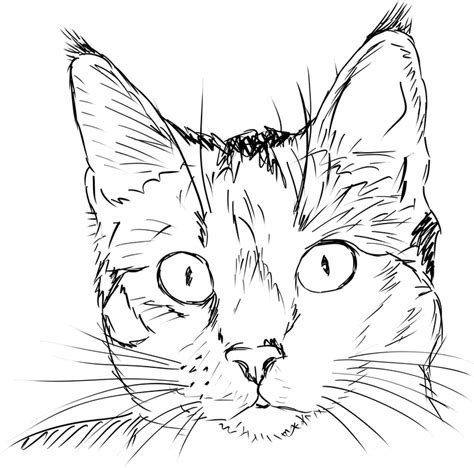 Cat Face Outline Drawing