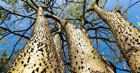 Top 10 Most Dangerous Trees In The World