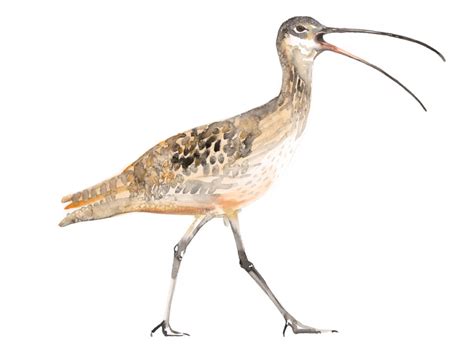 Curlew As Featured On Painting Birds Jim Moir Art