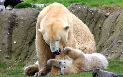 Bear Playing With Baby Wallpaper