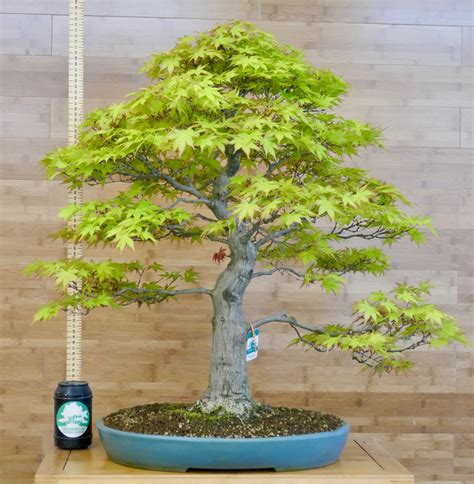 Japanese Maple Bonsai Buy Japanese Maple Greenwood Bonsai Studio