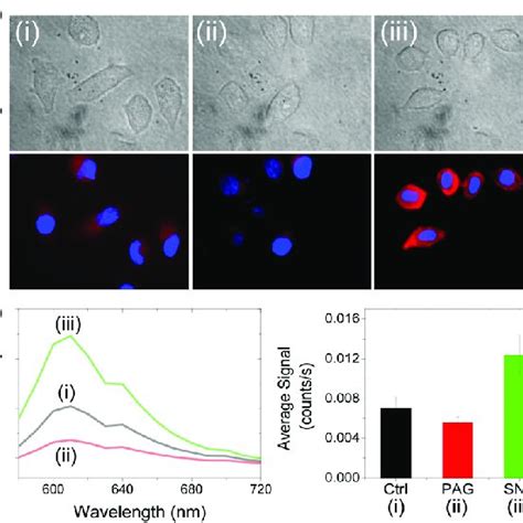 A Bright Field Fluorescence Images Of Hela Cells Treated With Nanoabr