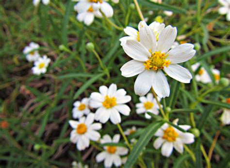 15 Incredible Texas Wildflowers You Should Know