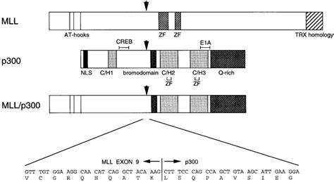 Schematic Representation Of The Mll P300 And Putative Mll P300