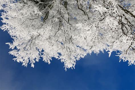 картинки : дерево, природа, филиал, снег, зима, небо, лист, цветок ...