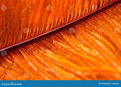 Bird Feather Orange Color Stock Photo - Image: 57984228