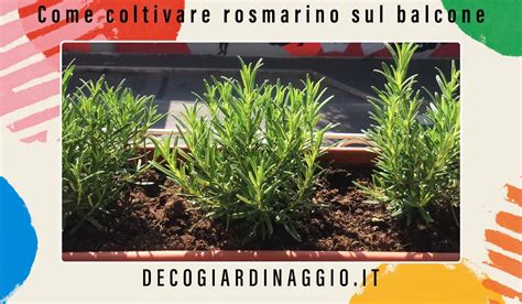 Come Coltivare Rosmarino Sul Balcone Casa Giardinaggio