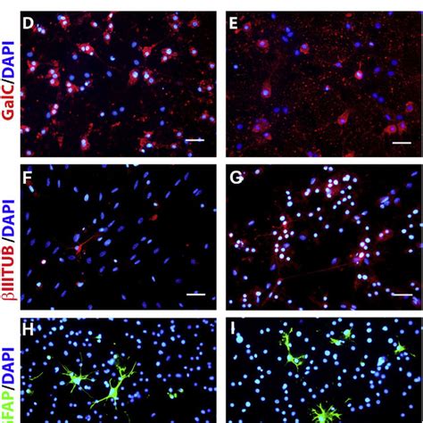 Npcs Were Isolated From The Spinal Cord Of Normal And Eae Affected