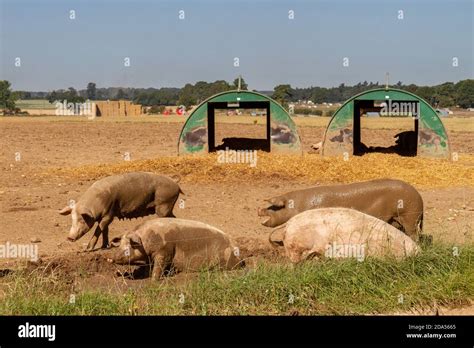 Pigs On A Pig Farm In Suffolk Uk Stock Photo Alamy