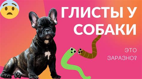 Глисты у собаки, симптомы, как вывести? - YouTube