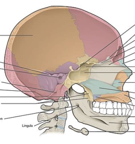 Sagittal Skull Diagram Quizlet