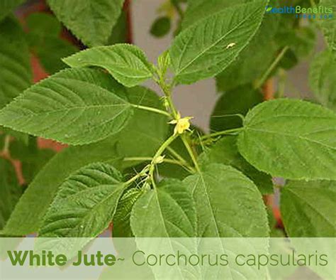 White Jute Facts And Health Benefits