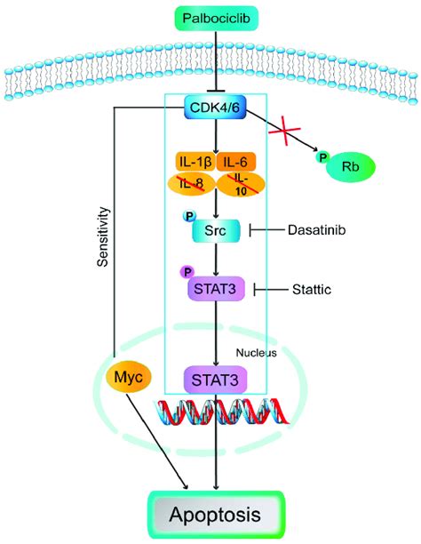 Model Palbociclib Induced Cell Apoptosis Via Inhibition Of Src Stat